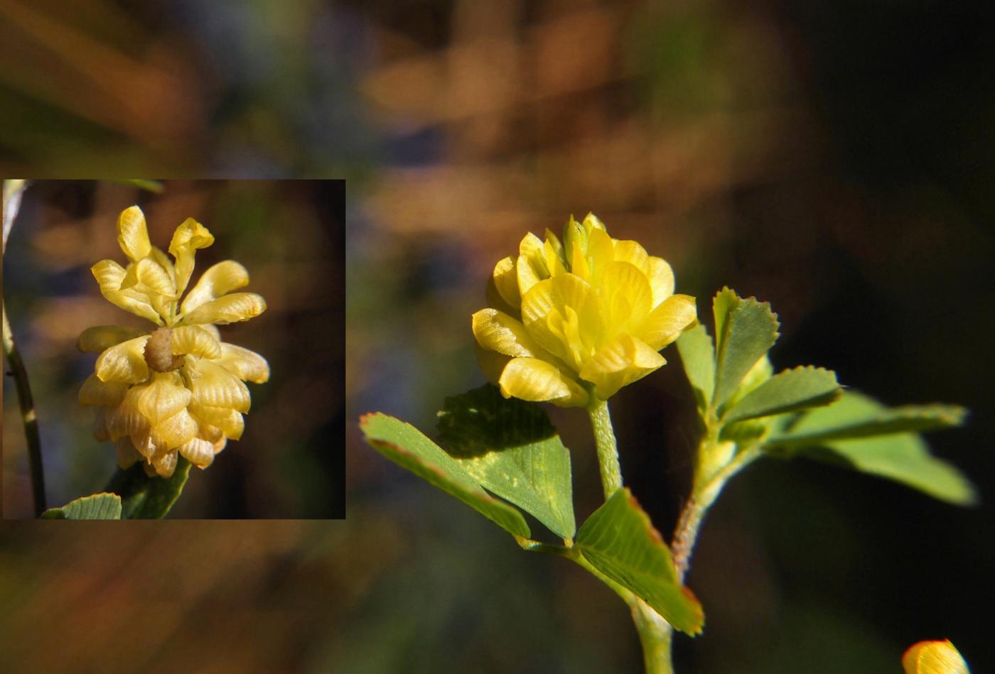 Trefoil, Hop flower